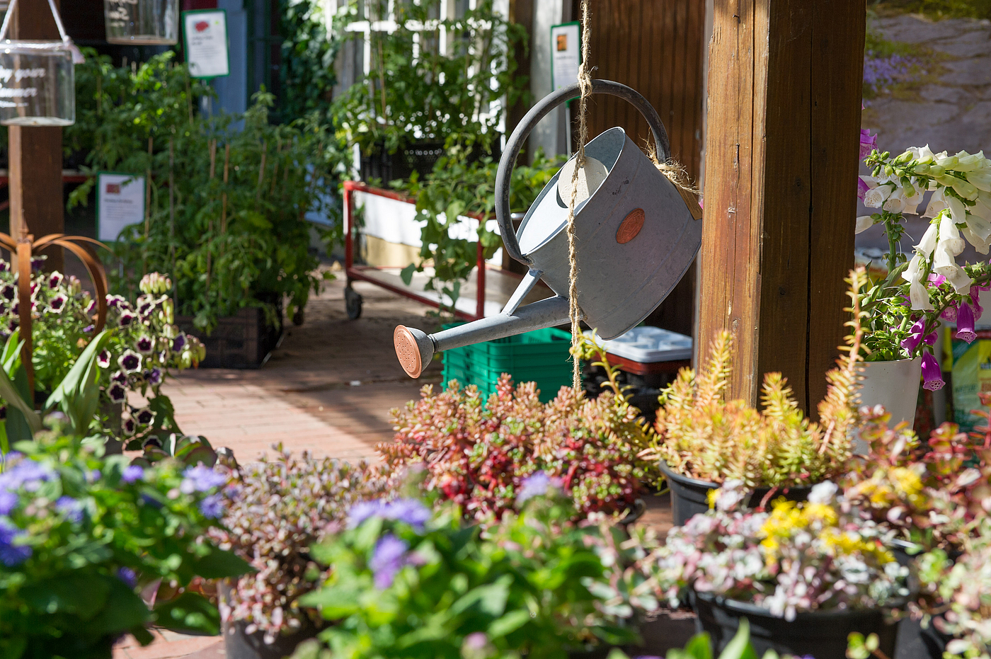 Blumen und eine Zinkgießkanne als Deko vor dem Eingang der KLostergärtnerei